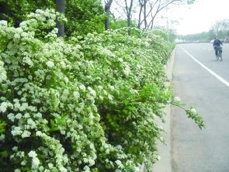 如何打造惠民县苗木基地?五个步骤助你成功